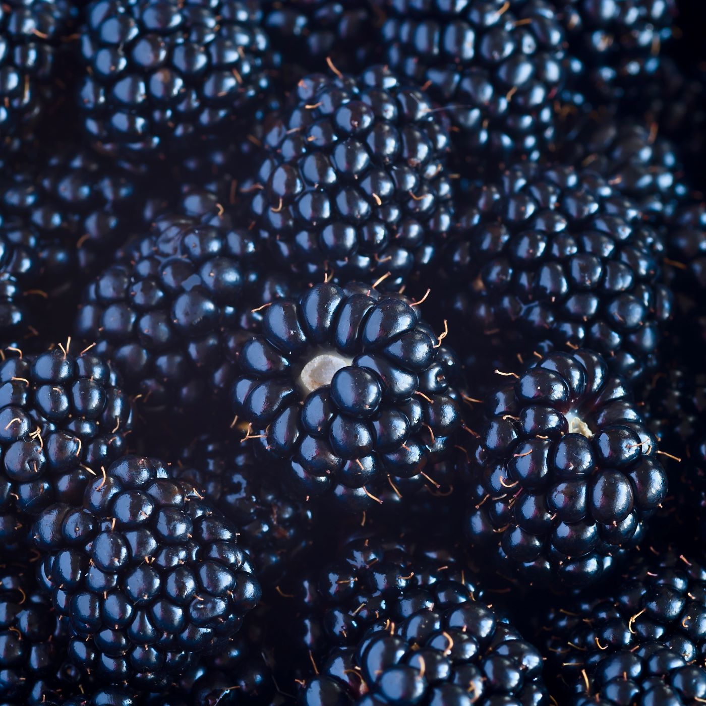 Blackberries used in Dame Jo! skincare, rich in vitamins and antioxidants.