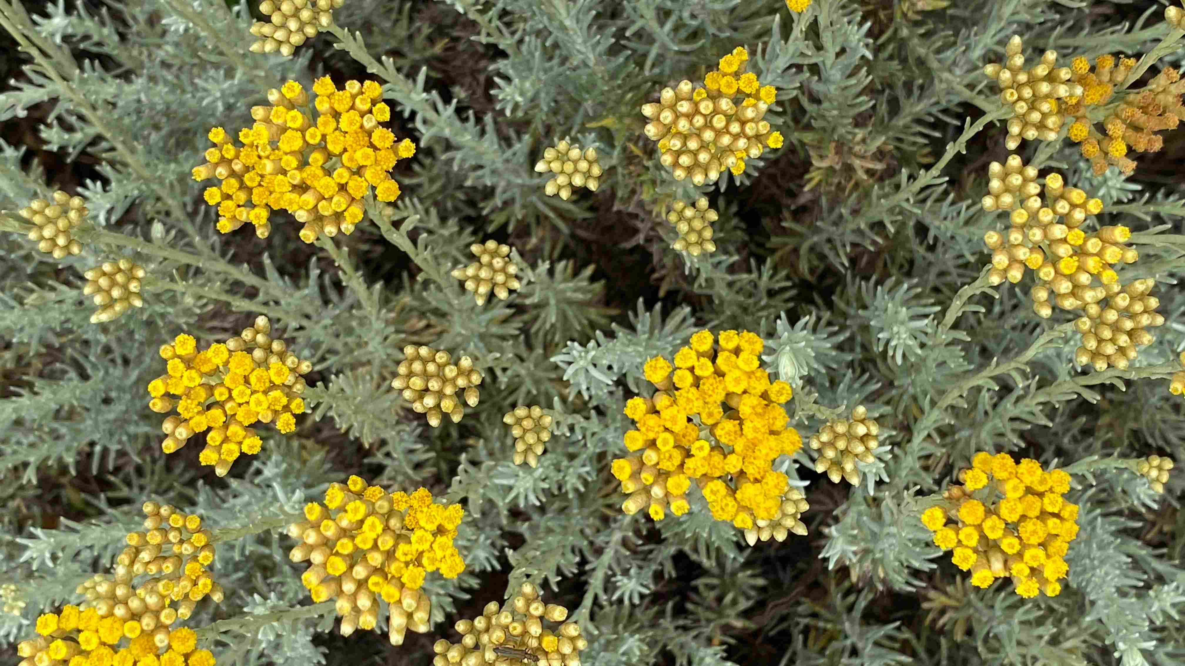 Immortelle flowers used in Dame Jo! skincare for regenerative and anti-inflammatory benefits.