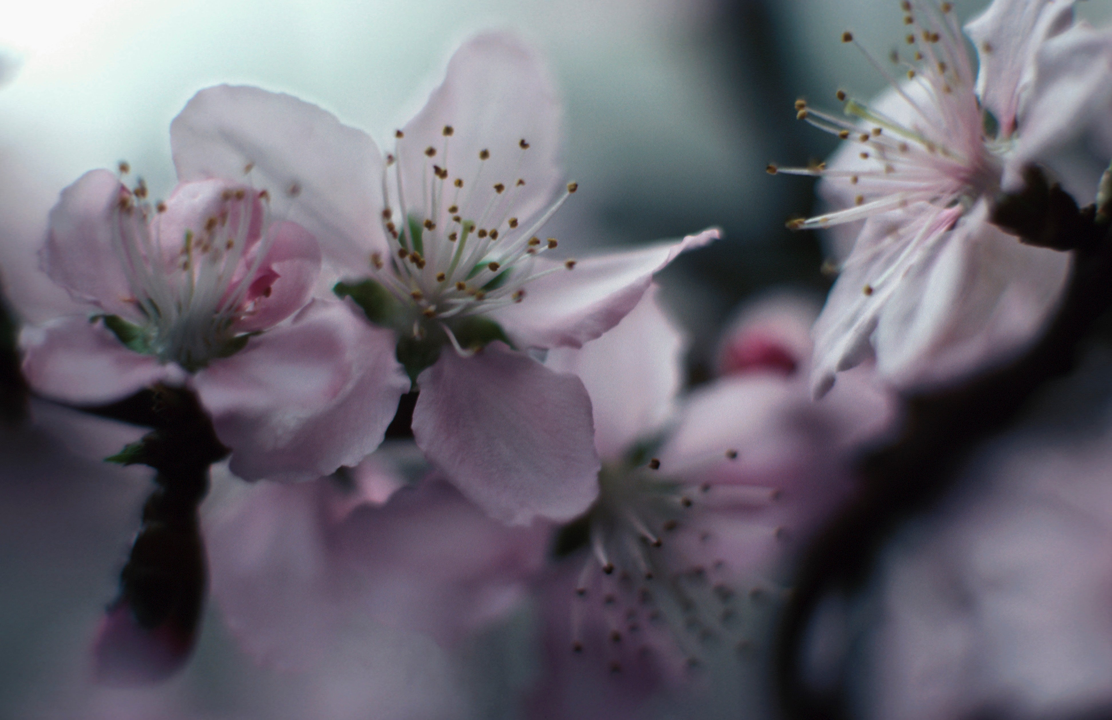 Manuka extract featured in Dame Jo! formulations for antibacterial and healing properties.