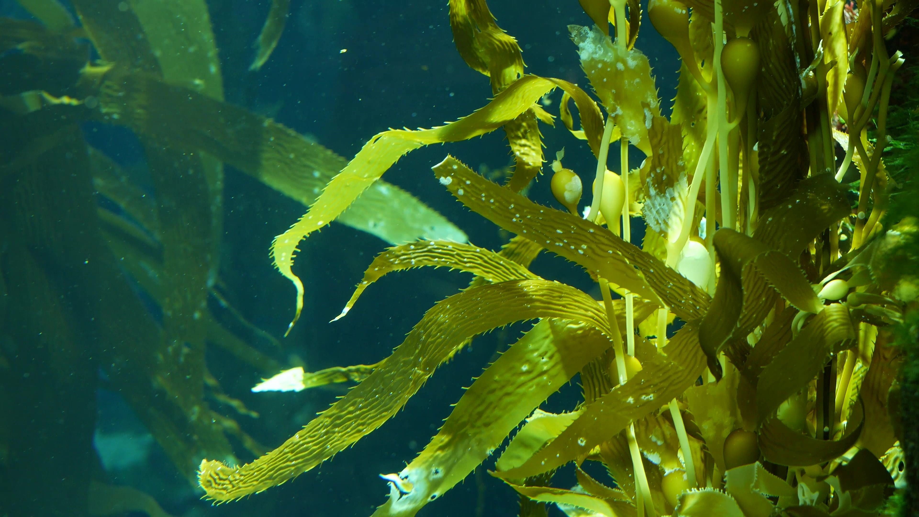 Haematococcus pluvialis microalgae used in Dame Jo! skincare for antioxidant protection.