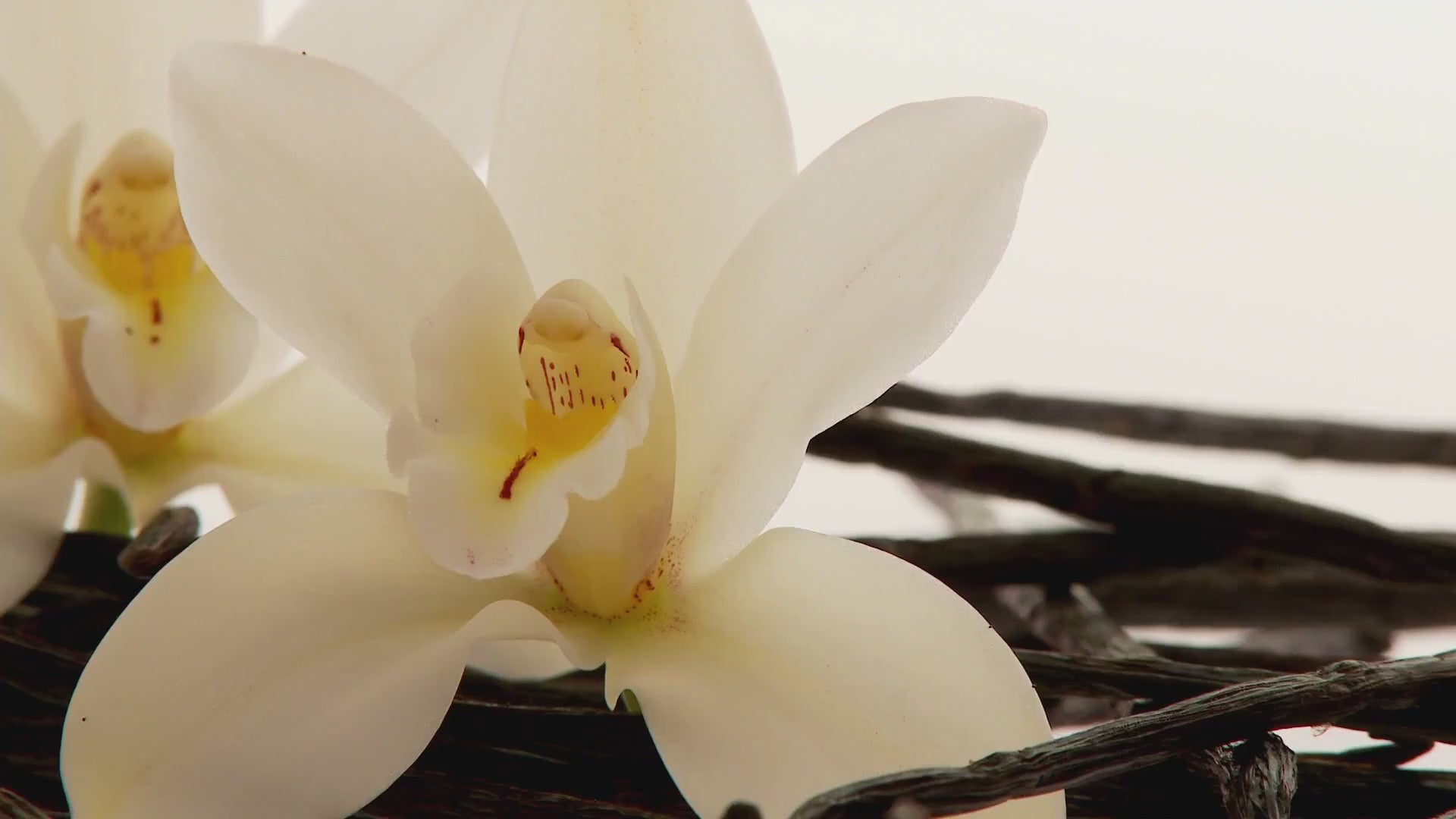 Vanilla and Coffee Dual Extract – Signature botanical blend in Executive Radiance Serum